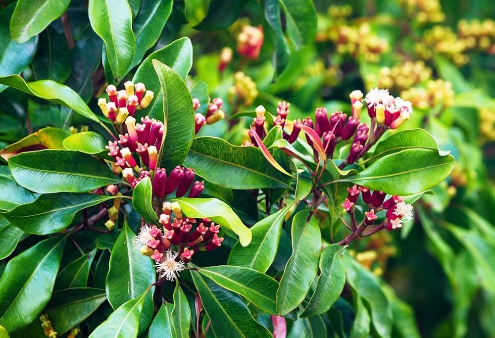 Therapeutic and industrial potential of Syzygium aromaticum (clove): a phytopharmacological overview for integrative health applications